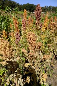 Ecology Action Garden at Golden Rule site