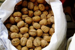 Franquette and Mayrick Walnuts