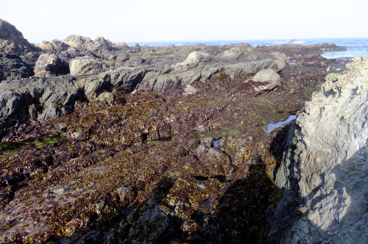 Nori Harvesting Along the Mendocino Coast – Sustainable Garden Design