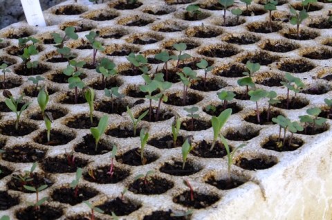Chard, calendula, kholrabi