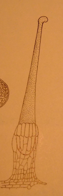 Illustration from Biology of Plants, Peter Raven, Ray Evert and Helena Curtis, 1976.