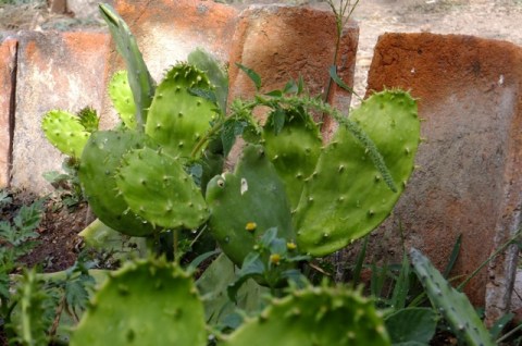 Immature leaf pads are more tender and flavorful. Wear gloves! I got fingers full of spiny hairs!