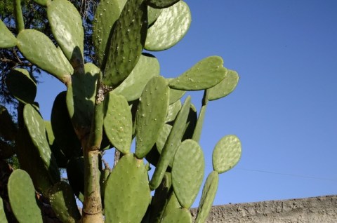 Mature nopal is an attractive landscape plant. 
