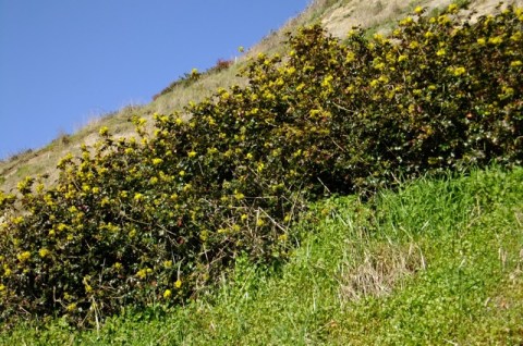 Choose this plant for bank stabilization