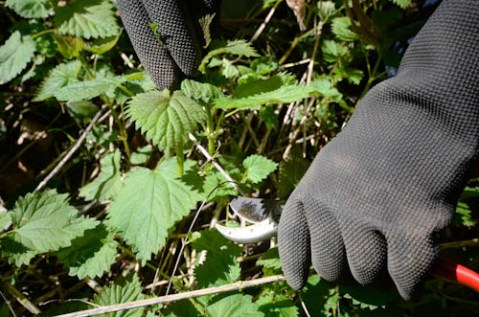 Gathering Nettles