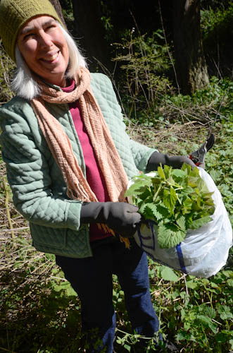 Nettle Harvest