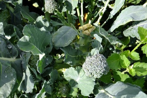 Note cut stem and strong new shoots.