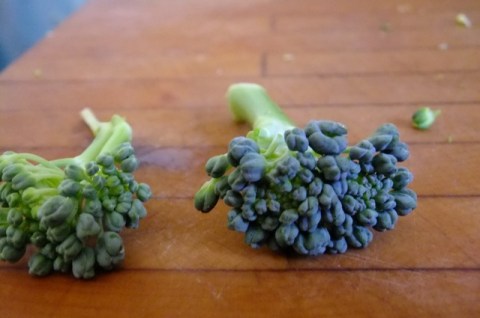 Mature broccoli on right has dark green color. Uneven beads are caused by heat stress.