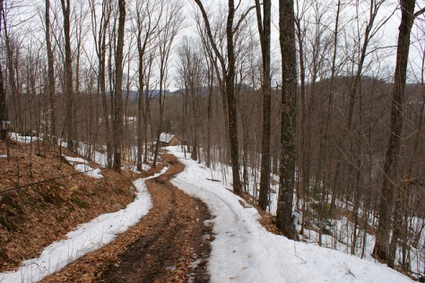 Sugar bush