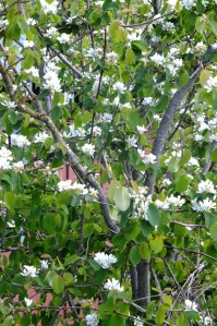 Native tree provides pollen, edible fruit