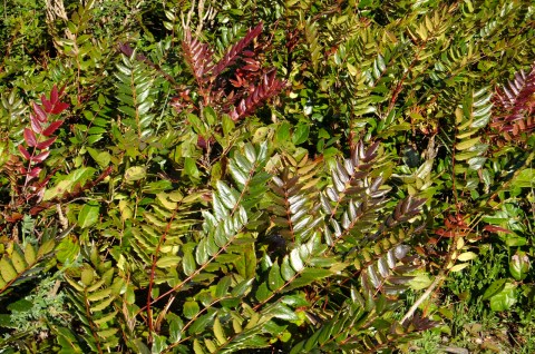 Cascade Oregon Grape, a native groundcover