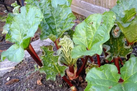 Rhubarb2.24