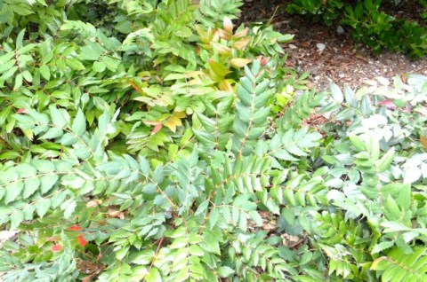 Leathery leaves of Oregon Grape reduce water loss