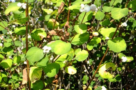 Snowberry drougth