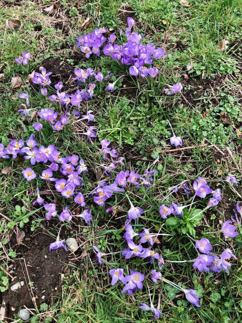 crocus in spring