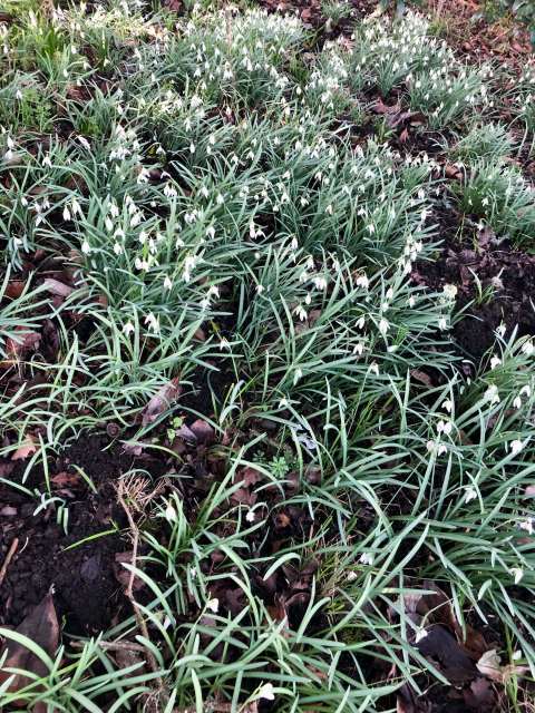 snowdrop flowers in winter