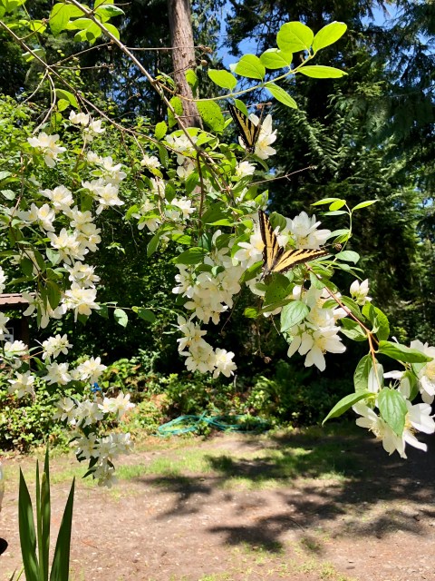 Philadelphus lewisii