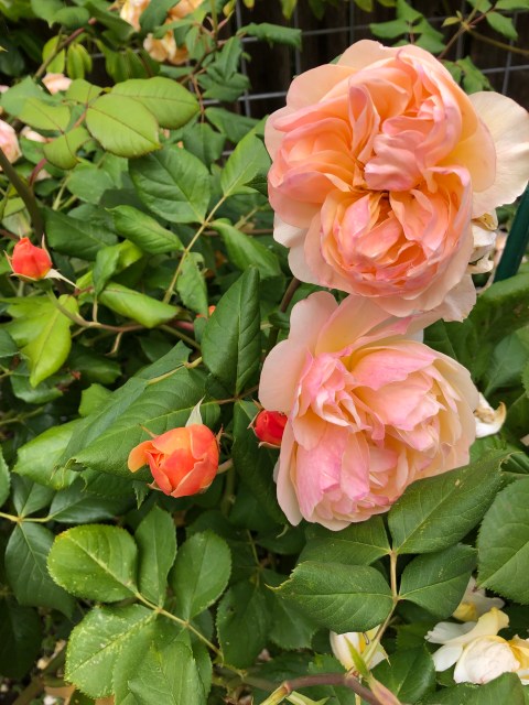 English Rose, Roald Dahl