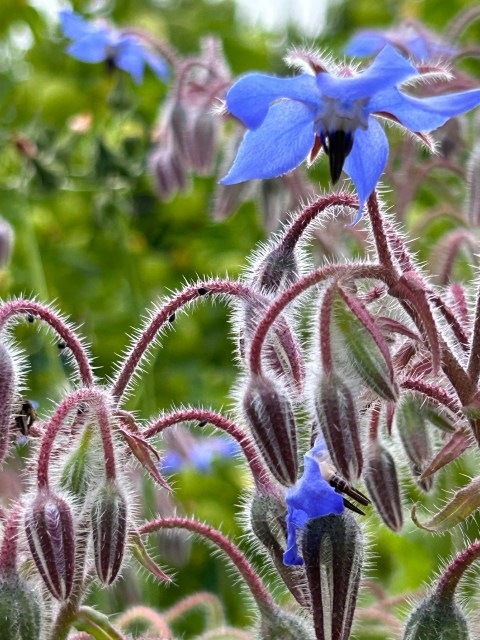 Borage, Borago officinalis