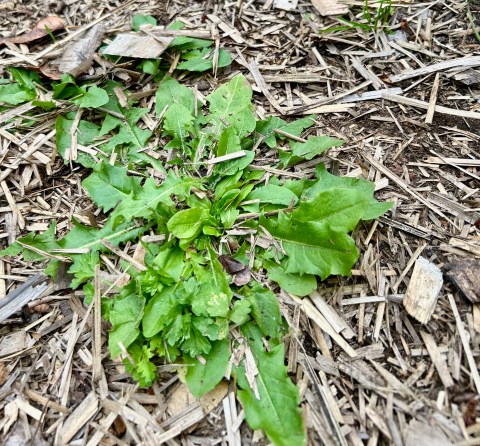 Dandelion, Taraxacum officinale