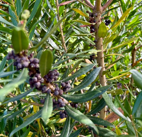 Different stages of growth