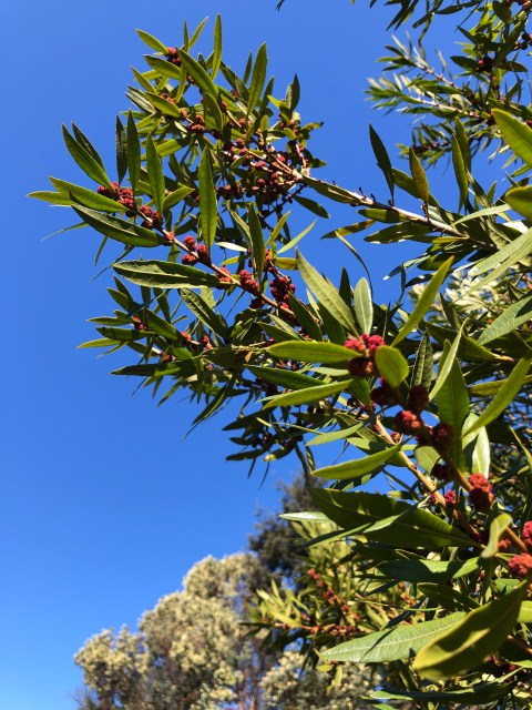 Morella californica blooming in May