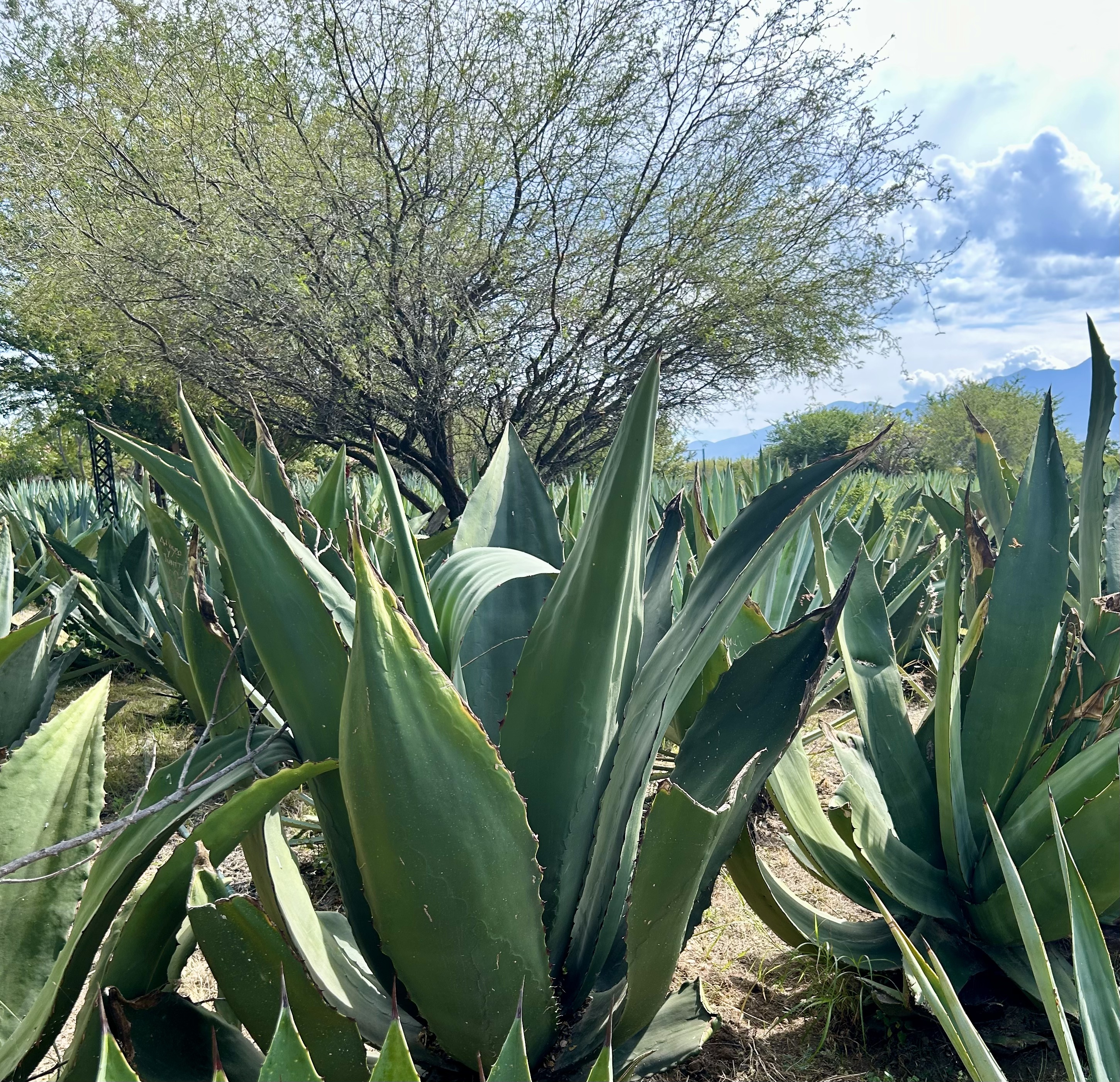 Mexican Agave – Sustainable Garden Design