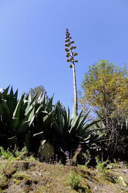 Mexican Agave – Sustainable Garden Design