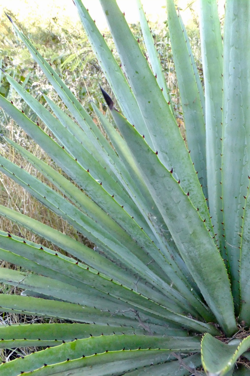 guave agave Agave/Mangave 3# – Liberty Landscape Supply main image 0