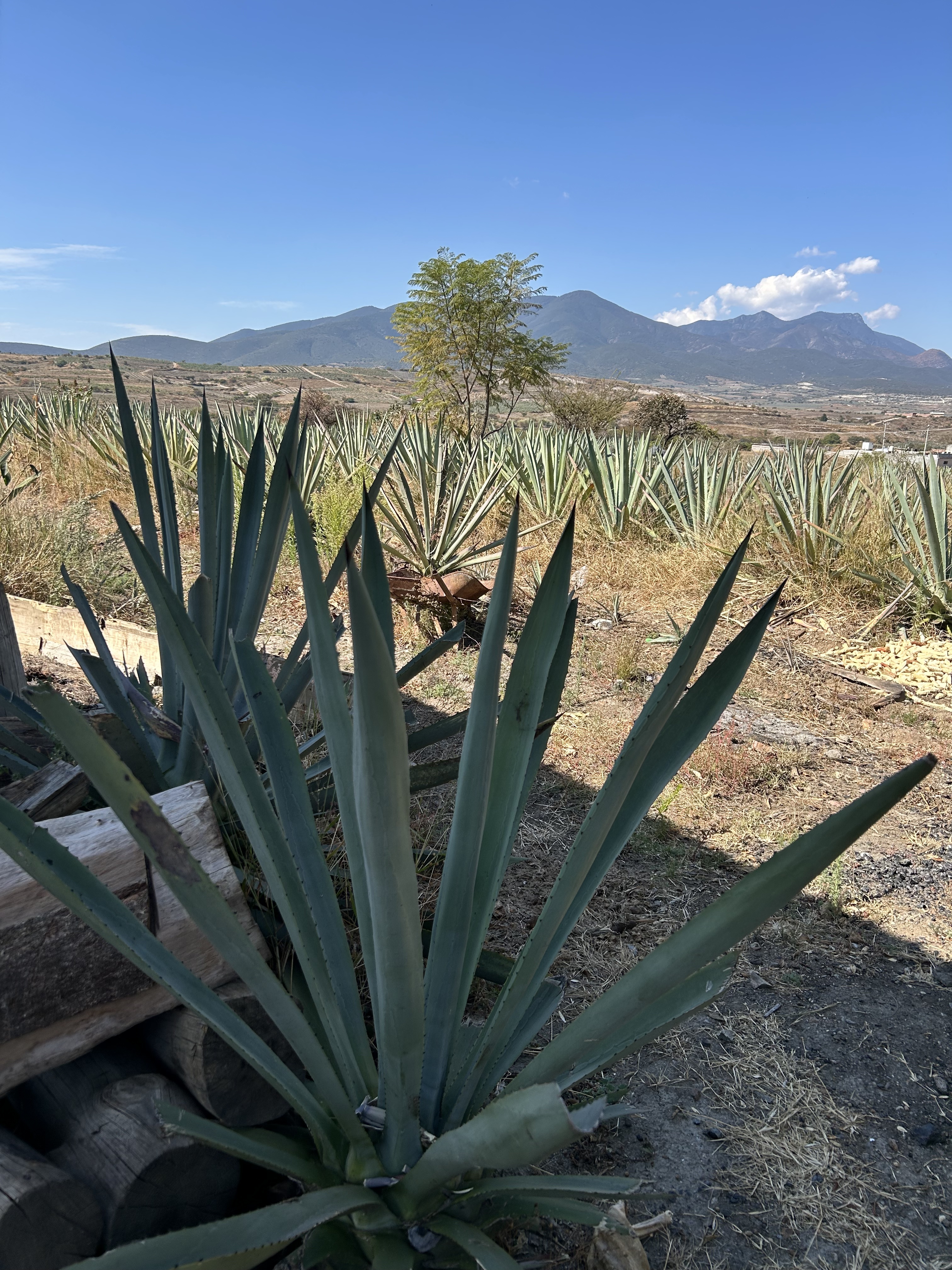 Making Mezcal in Oaxaca – Sustainable Garden Design