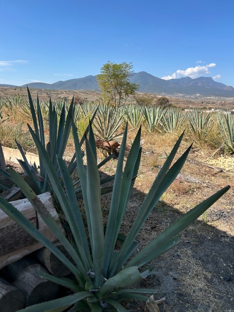 Espadin agave