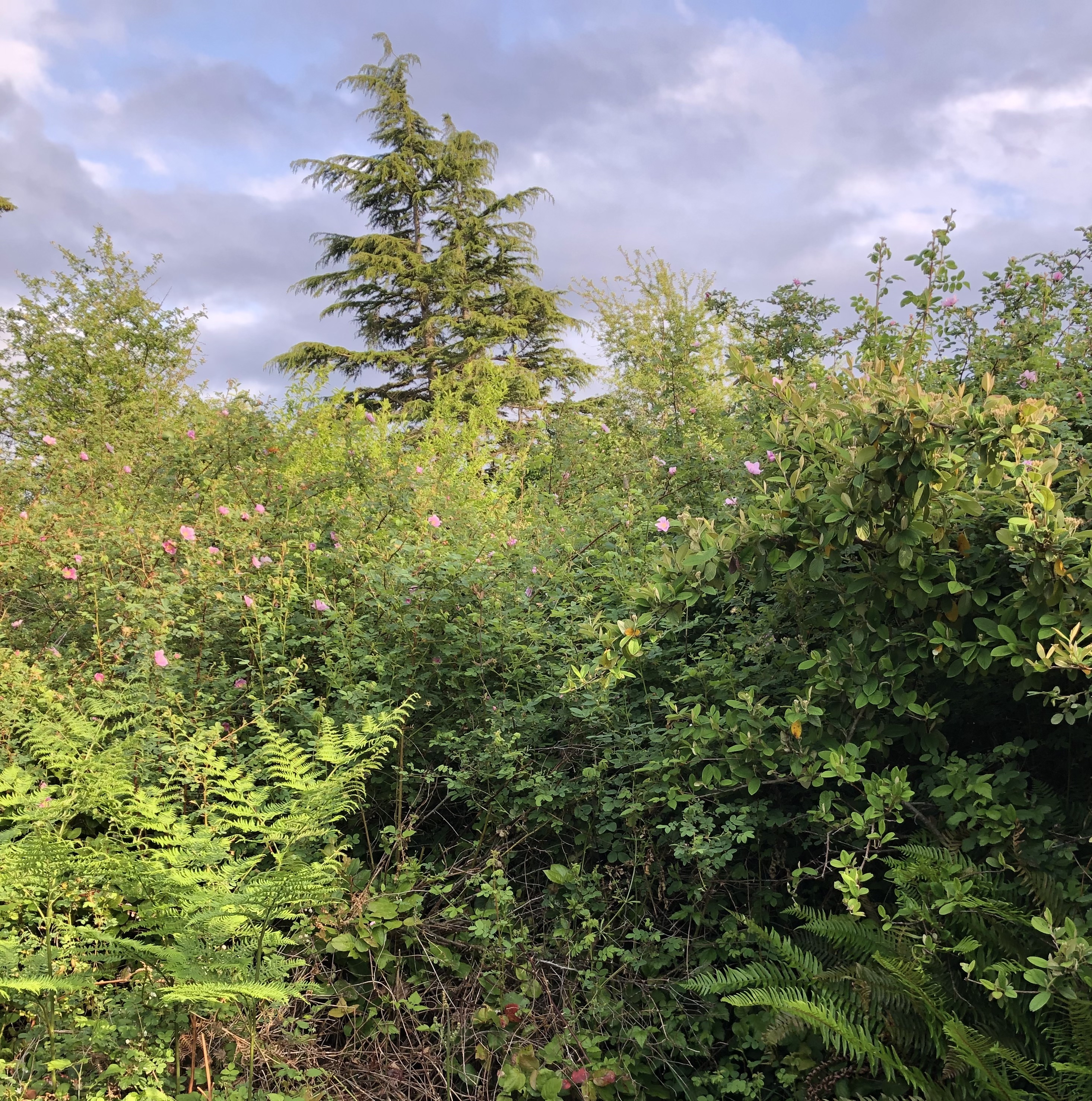 Deciduous natives and one ornamental evergreen; Cotoneaster lacteus.