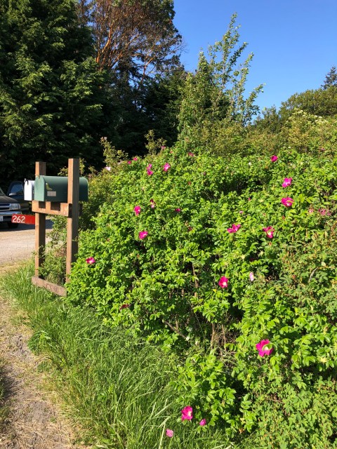 Rosa rugosa, edible fruits, non-native
